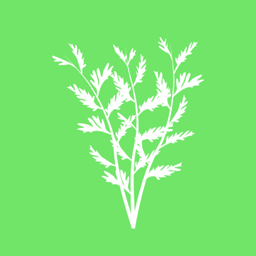 otowel oleo de hortela audiovida